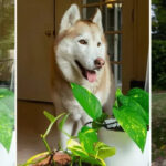 Công cụ AI mới của Photoshop giúp loại bỏ hiện tượng lóa cửa sổ một cách dễ dàng